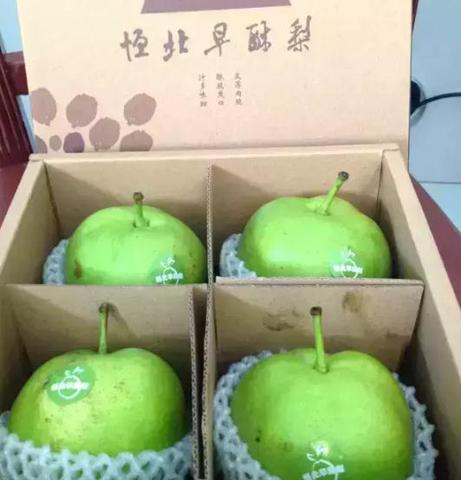 恒北早酥梨