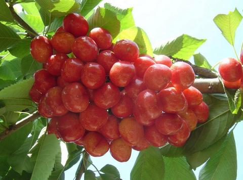 谢湖大樱桃