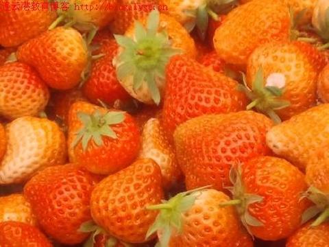 黄川草莓