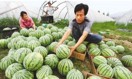 洋北西瓜