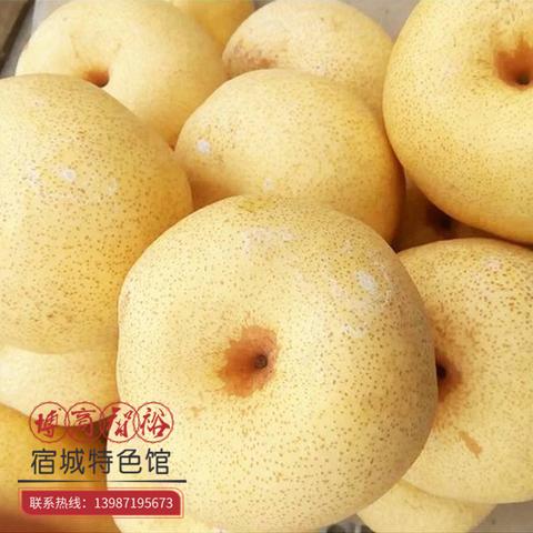 泗阳白酥梨