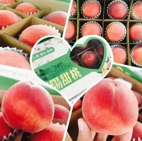泗阳鲜桃