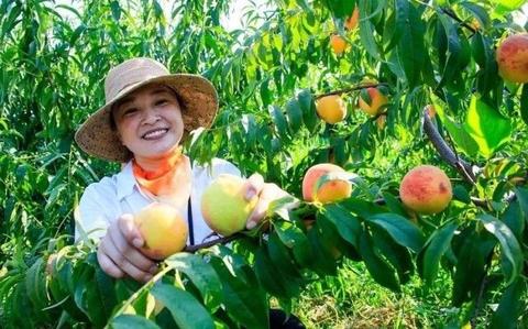 天岗湖蜜桃