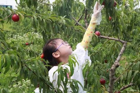 天岗湖蜜桃
