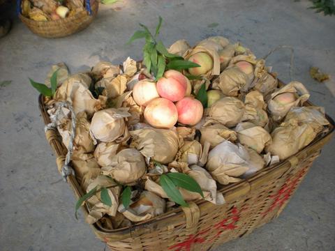 奉化水蜜桃