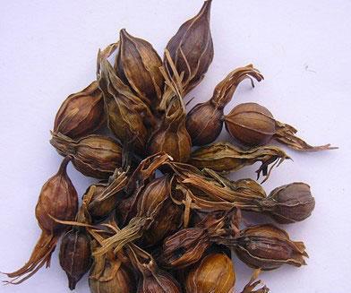温栀子
