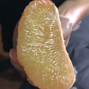 苍南四季柚