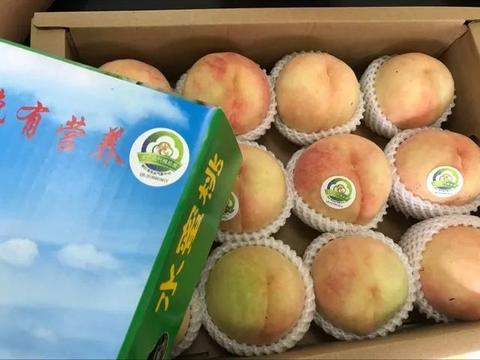 凤桥水蜜桃