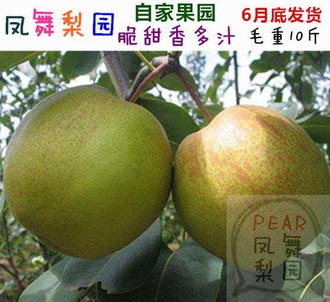 海昌蜜梨