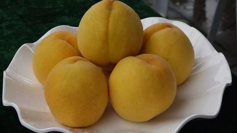 妙西黄桃