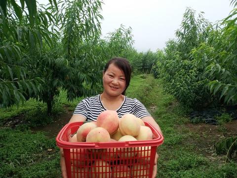 丁宅水蜜桃