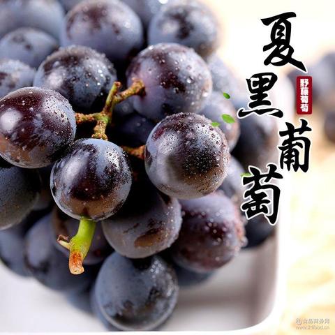 上虞野藤葡萄