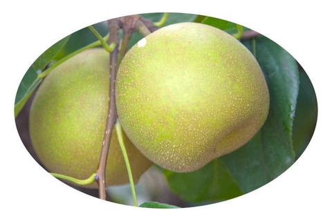 桐琴蜜梨