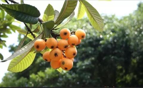 兰溪枇杷