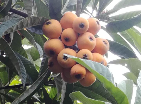 兰溪枇杷