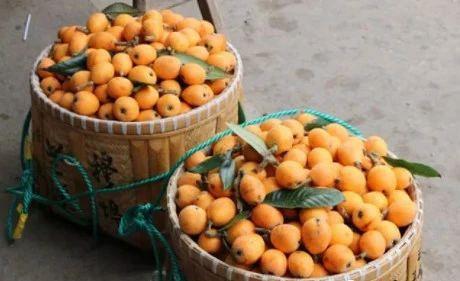 兰溪枇杷