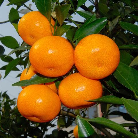 黄岩蜜桔