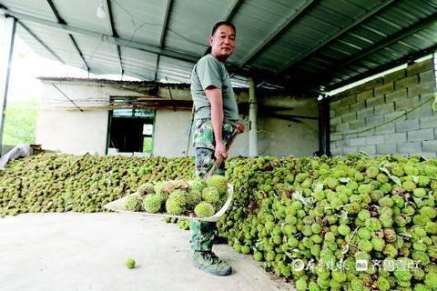 垛庄板栗