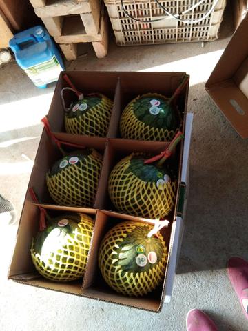 仁风西瓜