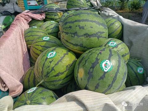 和睦屯西瓜