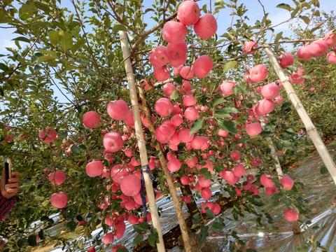 蓬莱苹果