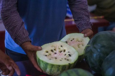 西罗家铁把瓜