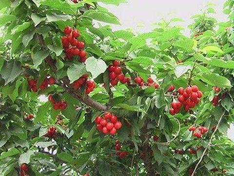 石埠子樱桃