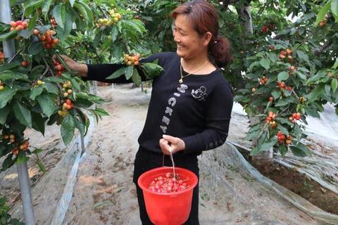 山旺大樱桃