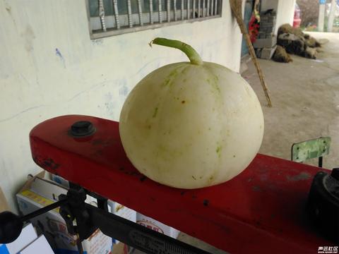 胡集白梨瓜