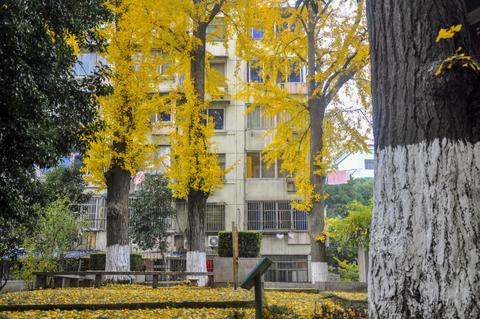 新村银杏