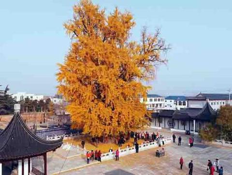 新村银杏