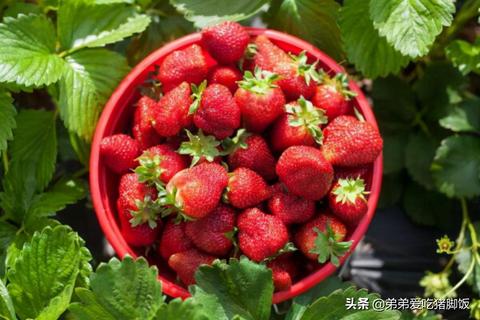 大店草莓