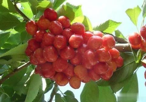 沂水大樱桃