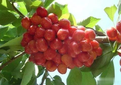 沂水大樱桃