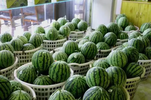 沙河辛西瓜