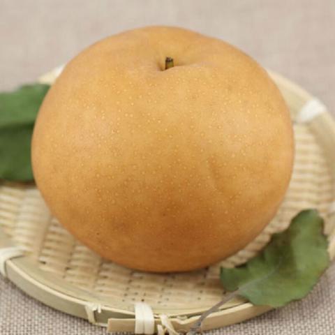 冠县鸭梨