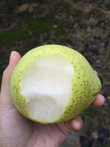 阳信鸭梨