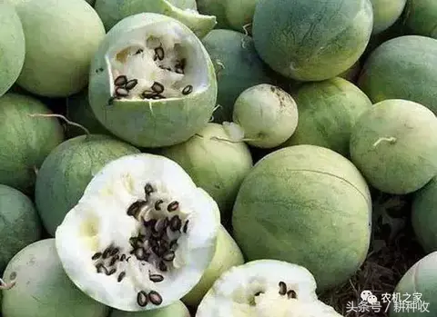 桑锌西瓜