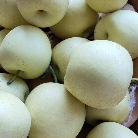 赵县皇冠梨