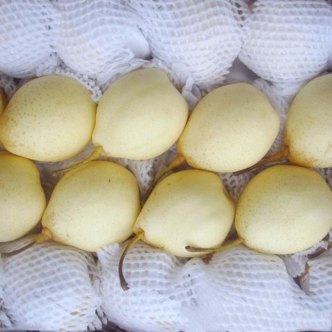 鸭梨