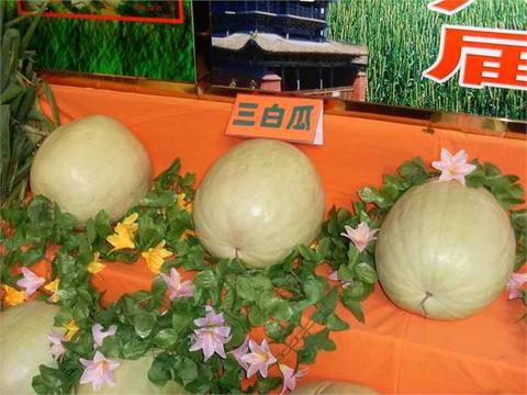 威县三白瓜