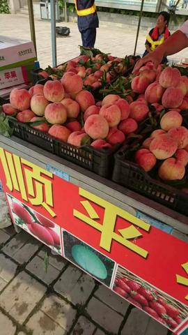 顺平桃