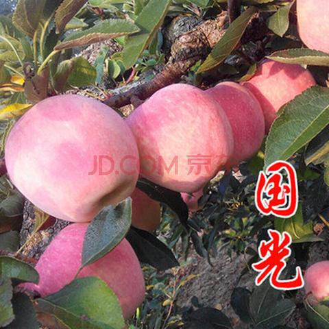 草庙子国光苹果