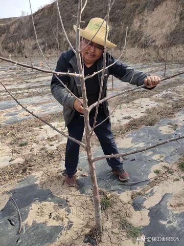 涿鹿红富士苹果