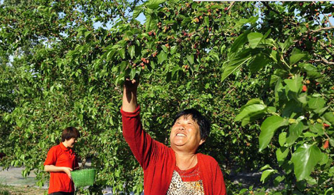 泊头桑葚