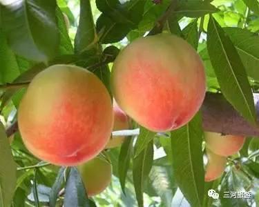 蒋福山水蜜桃