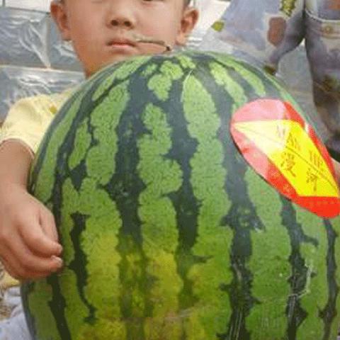 漫河西瓜