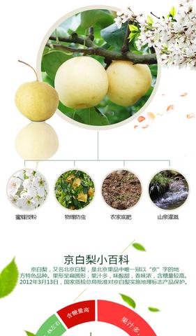 东赵小白梨