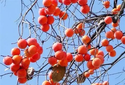 北景柿子