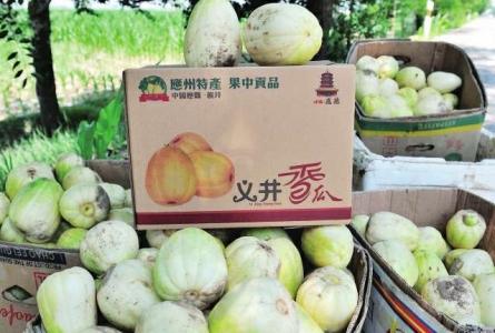 义井甜瓜